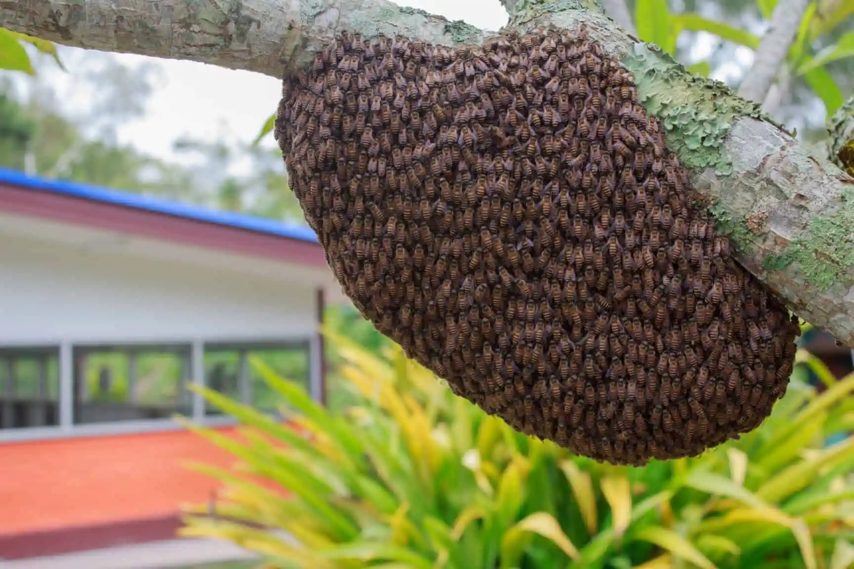 زنبورهای عسل کجا زندگی می کنند؟