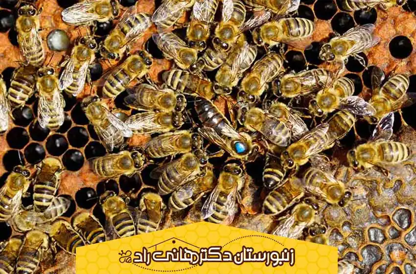 رشد ملکه زنبورها