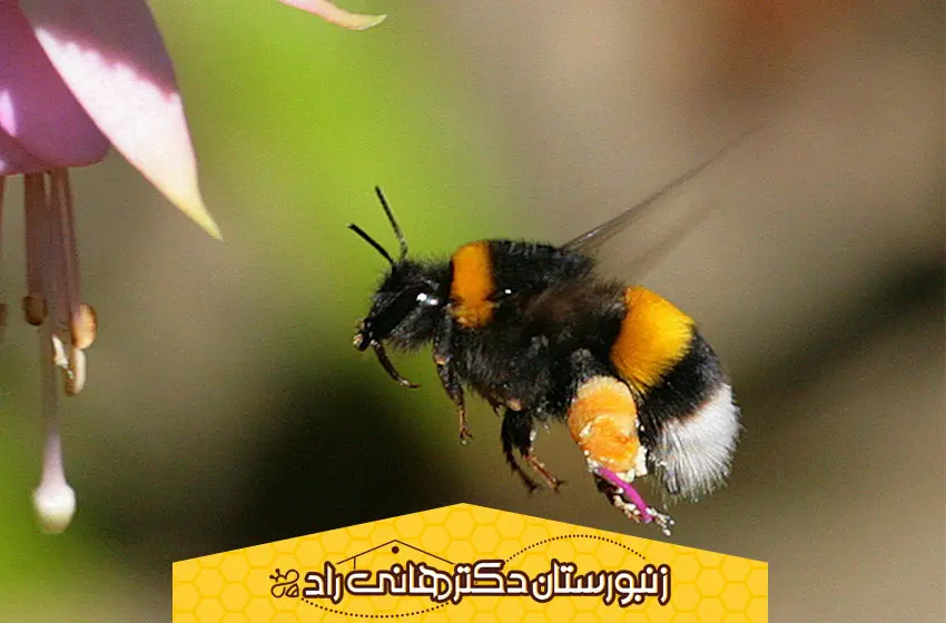 مقایسه زنبور بامبل و زنبور عسل