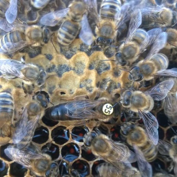 قیمت ملکه زنبور عسل