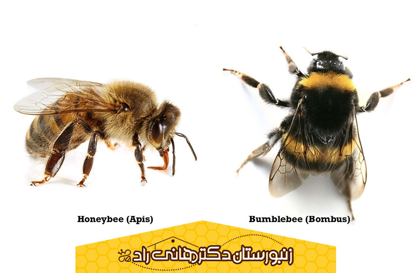 مقایسه از نظر ظاهر و اندازه زنبورهای بامبل و عسل