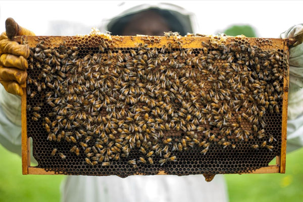 زنبورها در چه مکان هایی کندو عسل می سازند؟