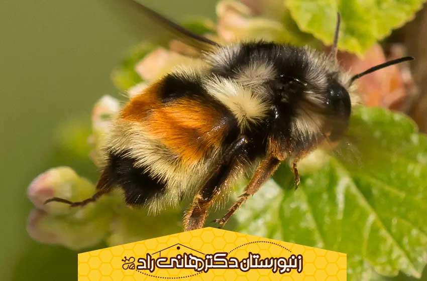 فرق زنبور عسل با زنبور بامبوس