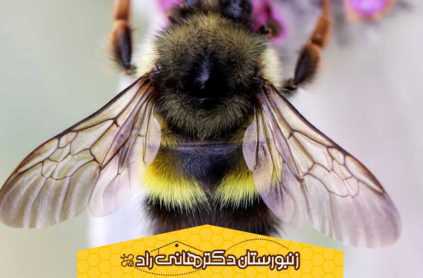 ویژگی های زنبور بامبوس
