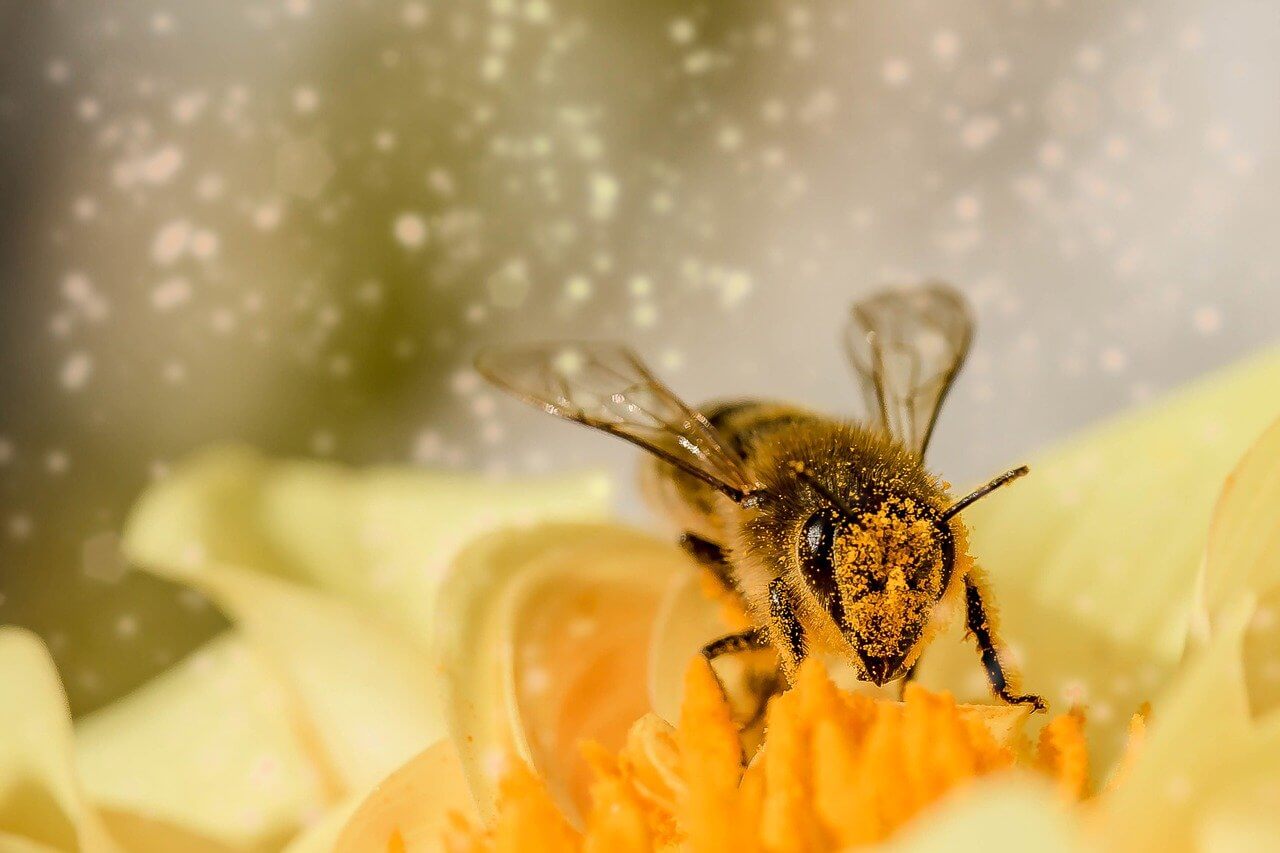 استفاده از عسل در زمان گلو درد