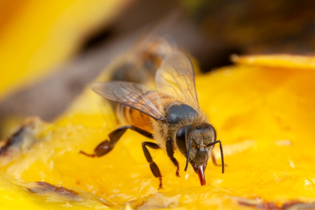 زهر زنبور عسل و درمان سرطان پستان