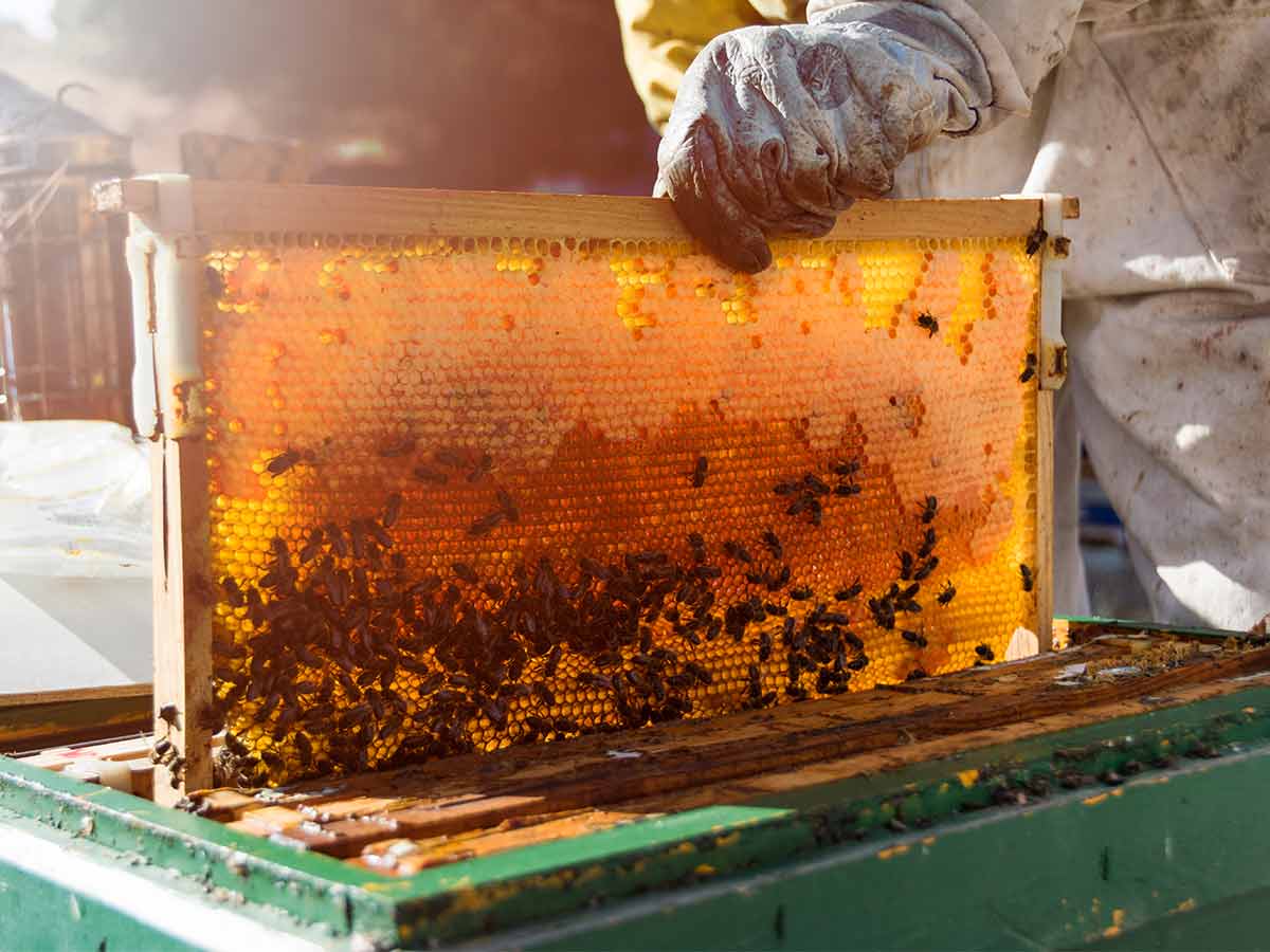 تفاوت کندو و کلنی زنبور عسل چیست؟