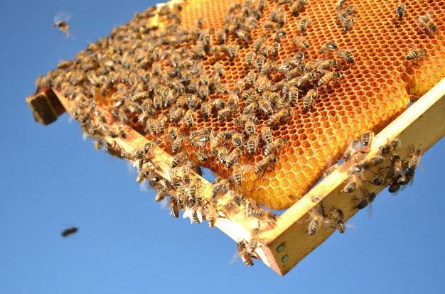 کلنی زنبور عسل