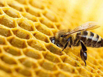 زندگی زنبور عسل | حقایق و رازهایی که نمی دانید - دکترهانی