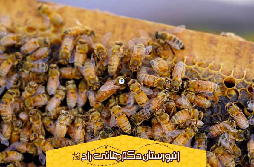 زنبور عسل کردوان بعنوان نوعی زنبور ایتالیایی