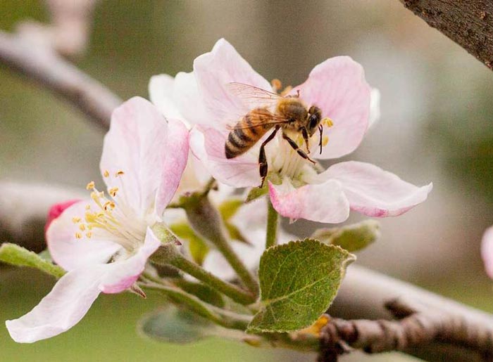 چگونگی ترشح شهد گل و تبدیل آن به عسل طبیعی