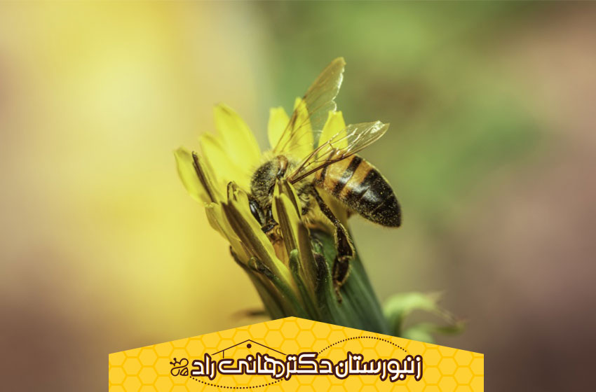 10 حقیقت درباره زنبور عسل