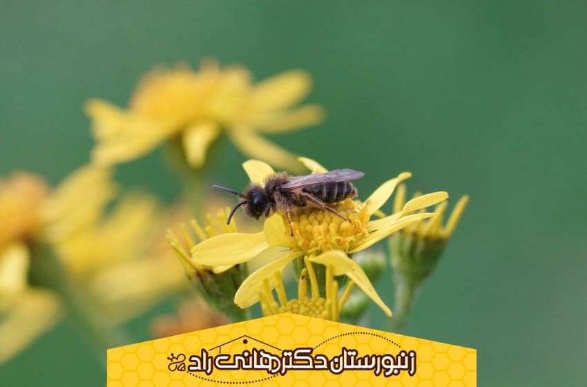 زندگی زنبور عسل نر