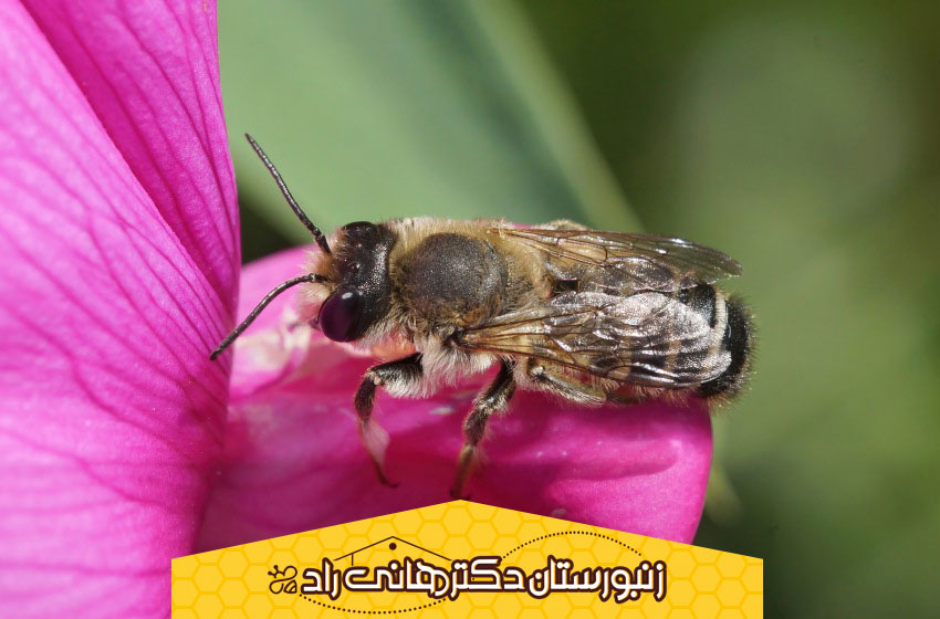 اهمیت وجود زنبور عسل نر
