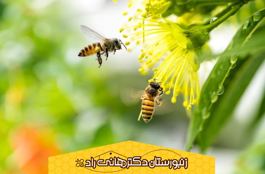 سرعت پرواز زنبور عسل