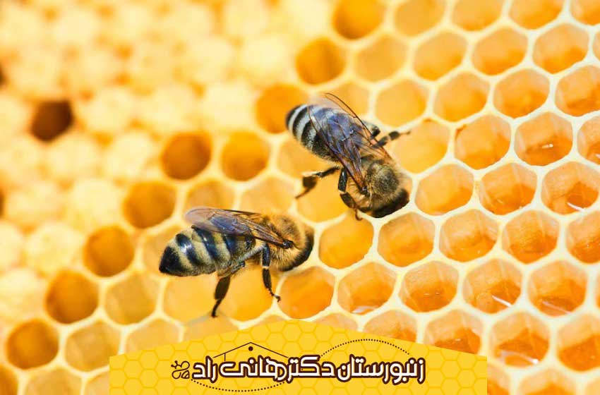 فواید عسل جنگلی