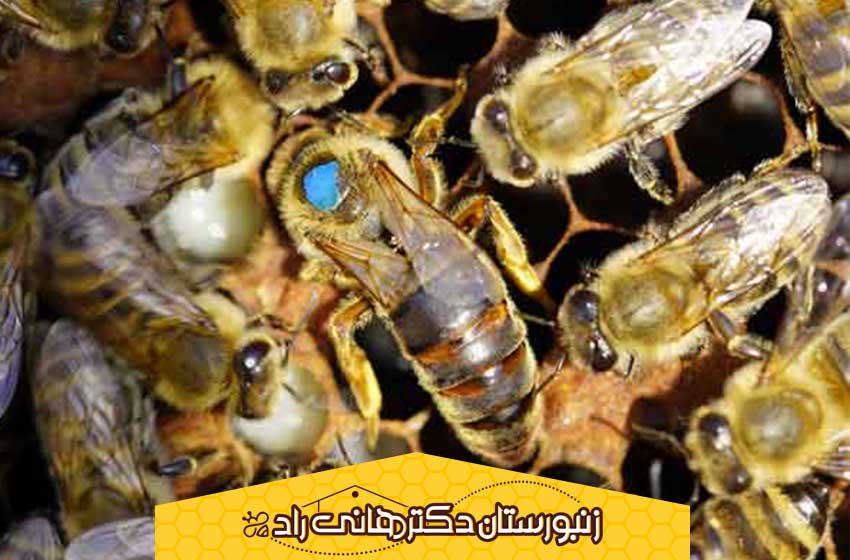 دلایل مرگ ملکه زنبور عسل