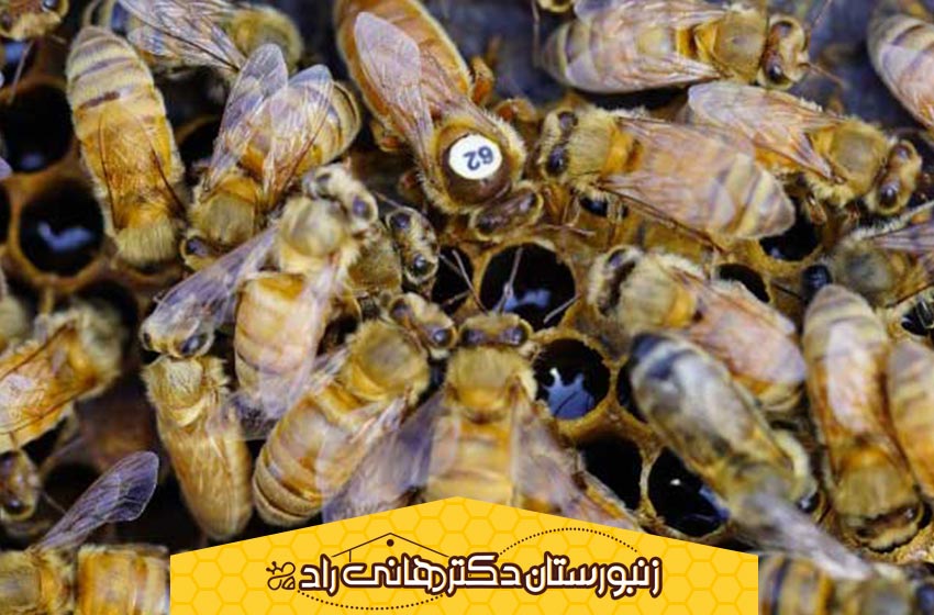 نقش ملکه زنبور عسل