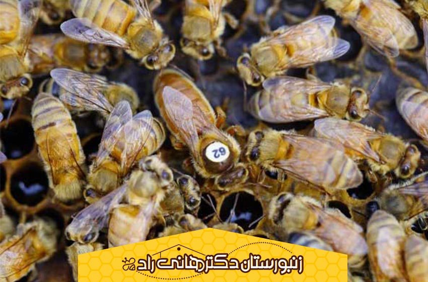 اقدامات زنبوران کارگر بعد از مرگ زنبور ملکه